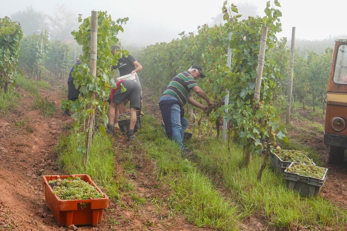 Viticulture : en irouléguy, le vin du Pays basque se mérite à flanc de colline