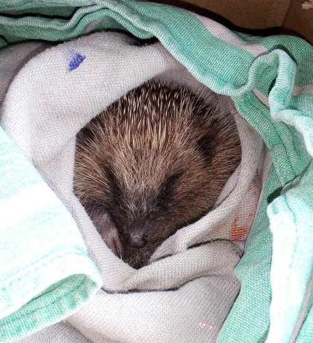 À Audenge, l’un des plus grands centres de soins pour animaux de France