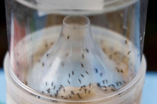Trois nouveaux décès « liés au chikungunya » à La Réunion, le bilan provisoire passe à neuf morts