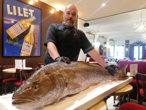 Bordeaux : Le Café français lance la saison du maigre avec un beau spécimen sauvage de 21 kilos