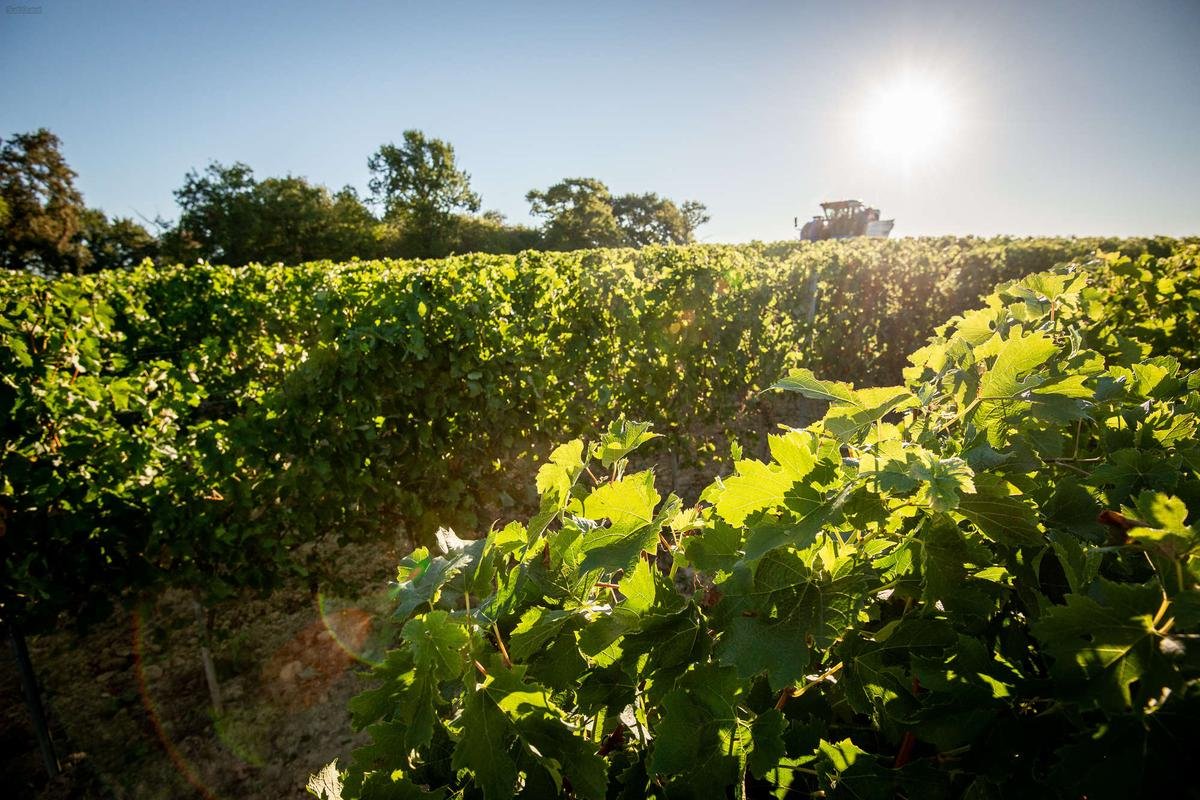 Canicule dans les Landes : dans le Tursan, « pour l’instant la vigne ne souffre pas trop »