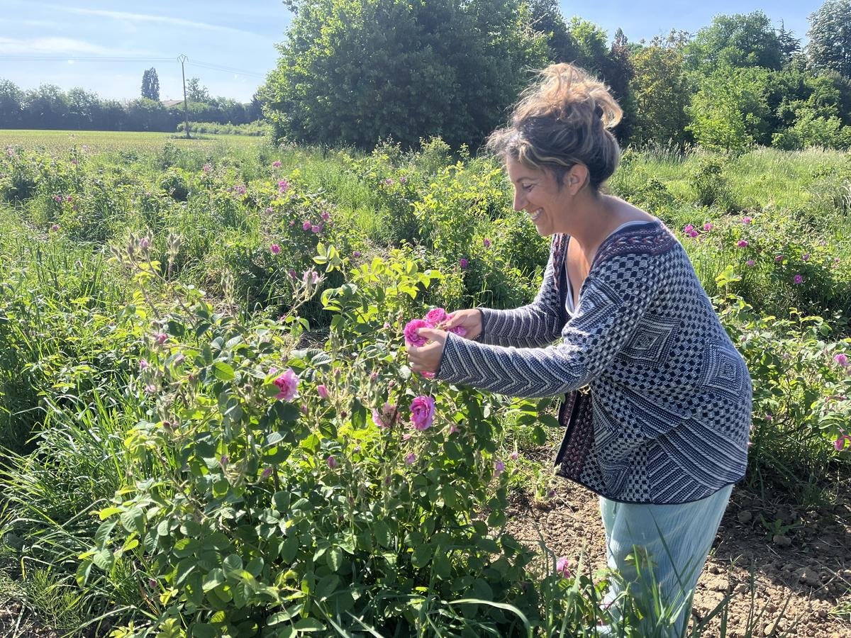 Sud-Gironde : tisanes, sirops, cookies aux fleurs, eaux florales… Elle transforme ses roses en produits médicinaux