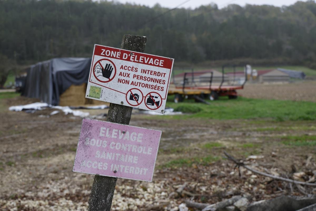 Dordogne : un second foyer de grippe aviaire détecté, à proximité du premier