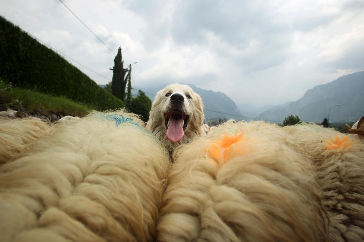 La transhumance au patrimoine de l’Unesco : découvrez nos plus belles images