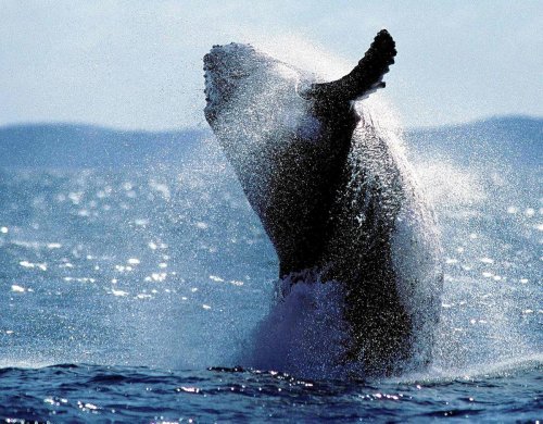 Une baleine heurte un bateau en Australie, un mort et un blessé