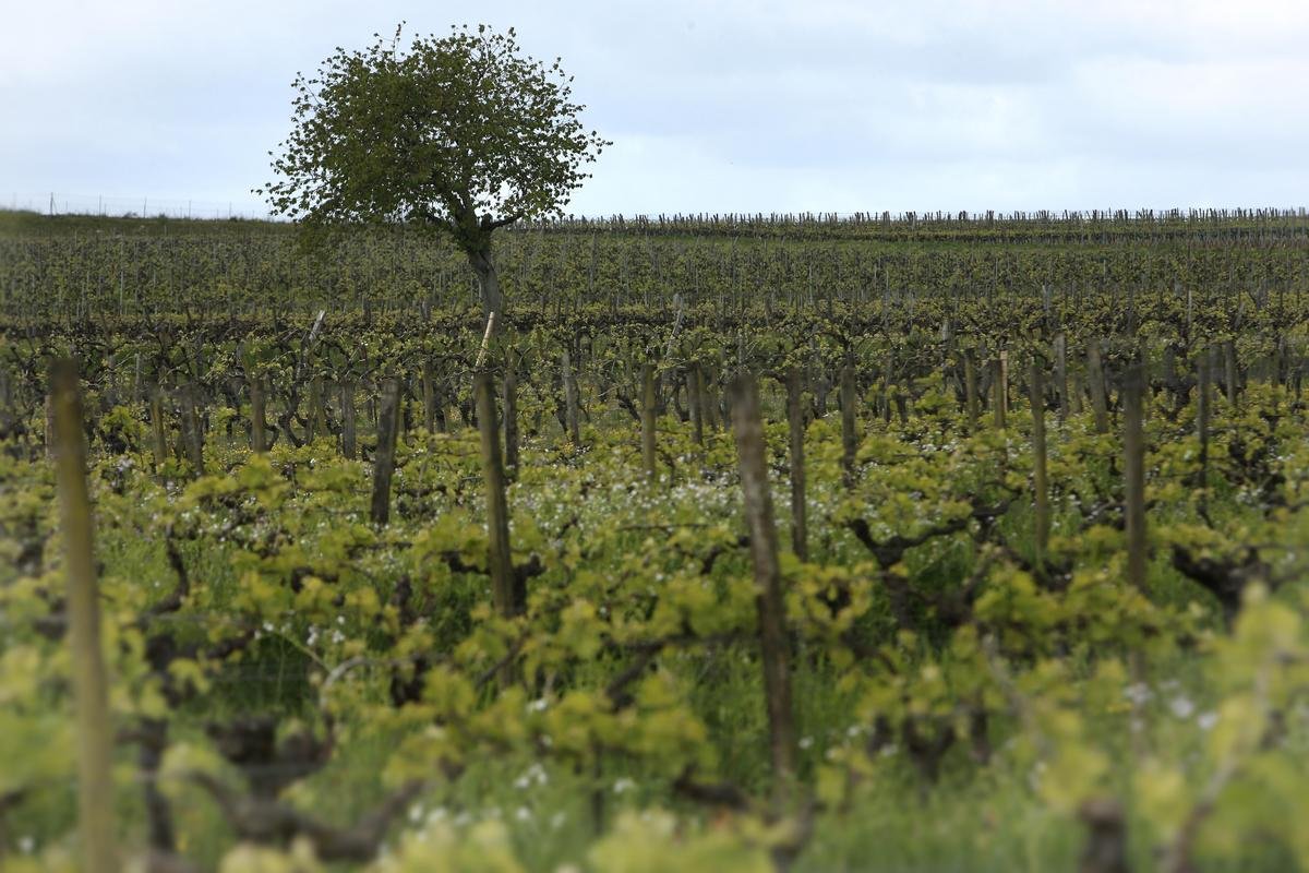 Le prix des vignes en 2024 : Cognac décroche, Bordeaux au plus bas depuis 2011