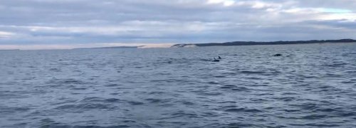 Vidéo. Bassin d’Arcachon : des dauphins devant la dune du Pilat, des images toujours magiques