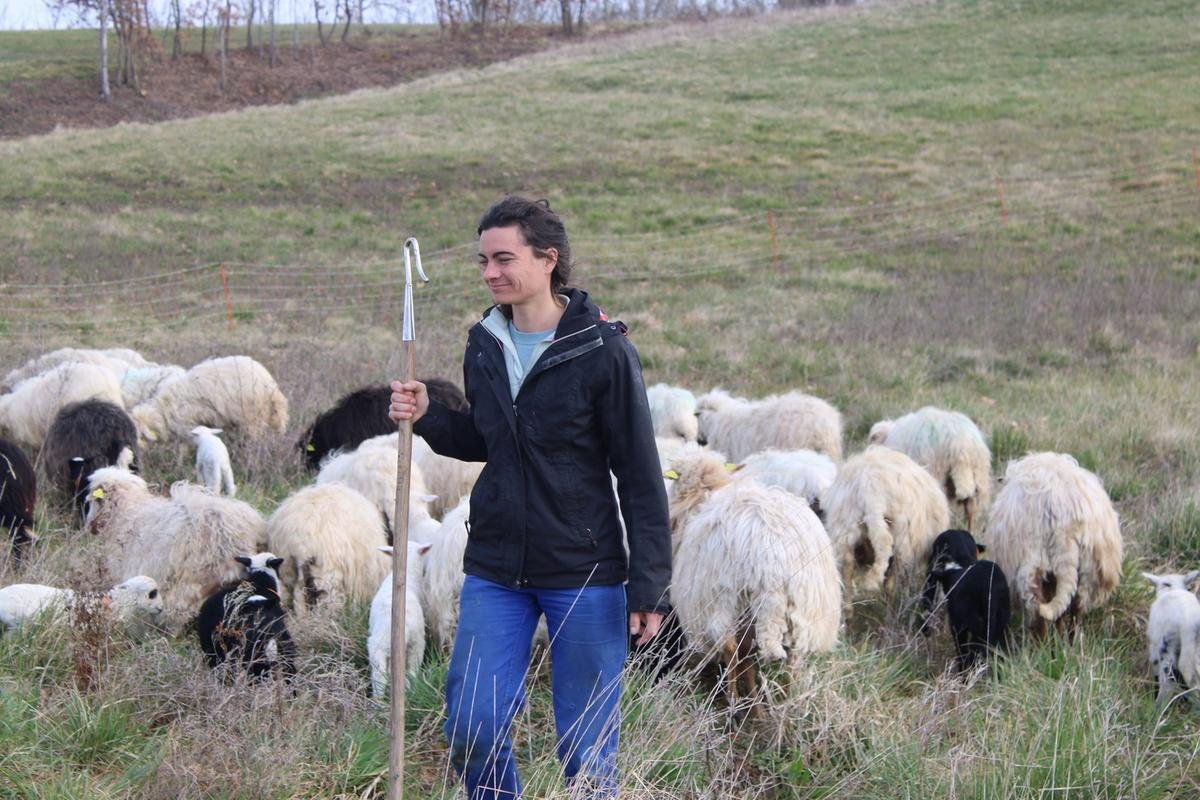 Beaumontois-en-Périgord : la ferme des Mout’choux se lance dans les yaourts et fromages de brebis bio