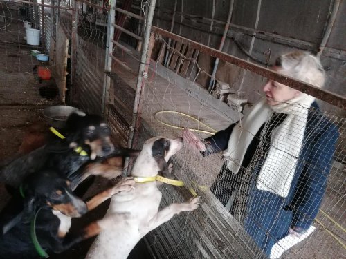 Maltraitance animale : One Voice se trompe-t-elle de voie ? Contre-enquête