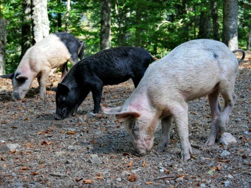 Aides européennes aux agriculteurs corses : trois hauts fonctionnaires poursuivis pour détournement