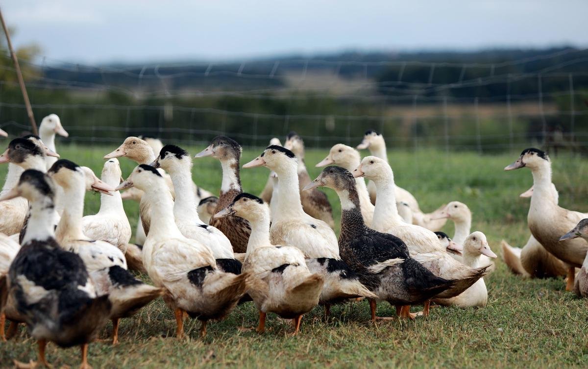 Journées du patrimoine 2025 : trois producteurs de foie gras landais ouvrent leurs portes au public
