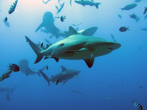 Vidéo. Attaque de requins en Israël : un nageur disparaît, un plongeur à sa recherche lui aussi mordu