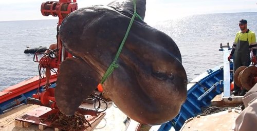 Vidéo. Un impressionnant poisson-lune de plus de 1 000 kg pêché au large du Maroc