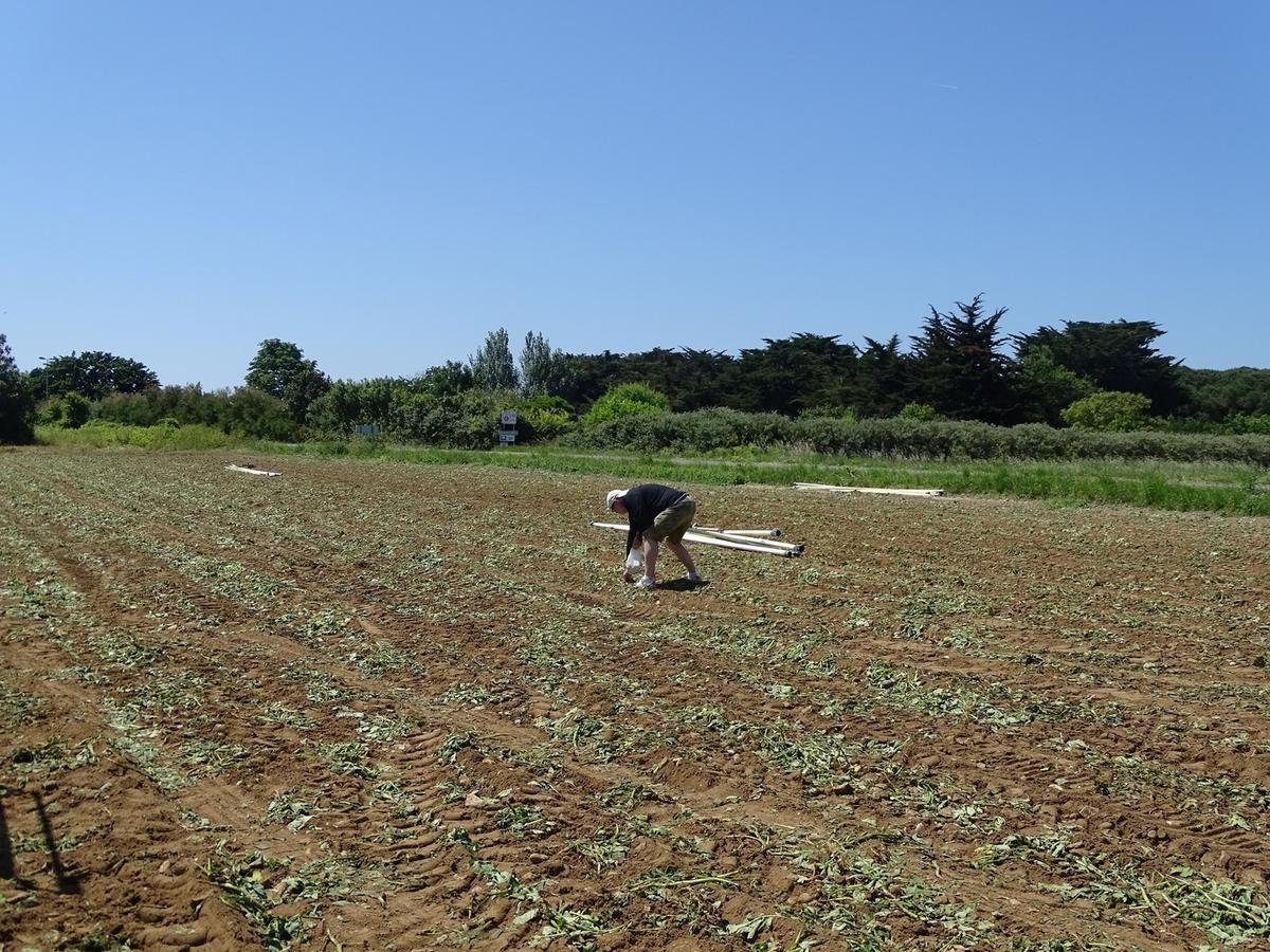 « Il y a des règles quand même » : dans l’île de Ré, on peut glaner la pomme de terre mais pas n’importe comment