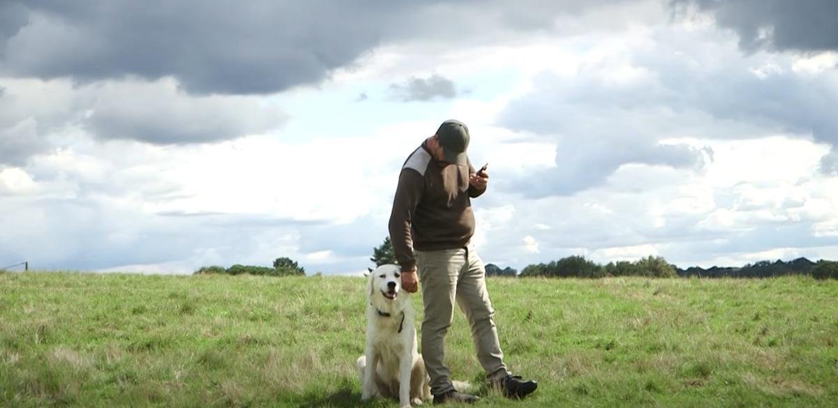 Attaques de loups : la réglementation assouplie pour protéger les troupeaux