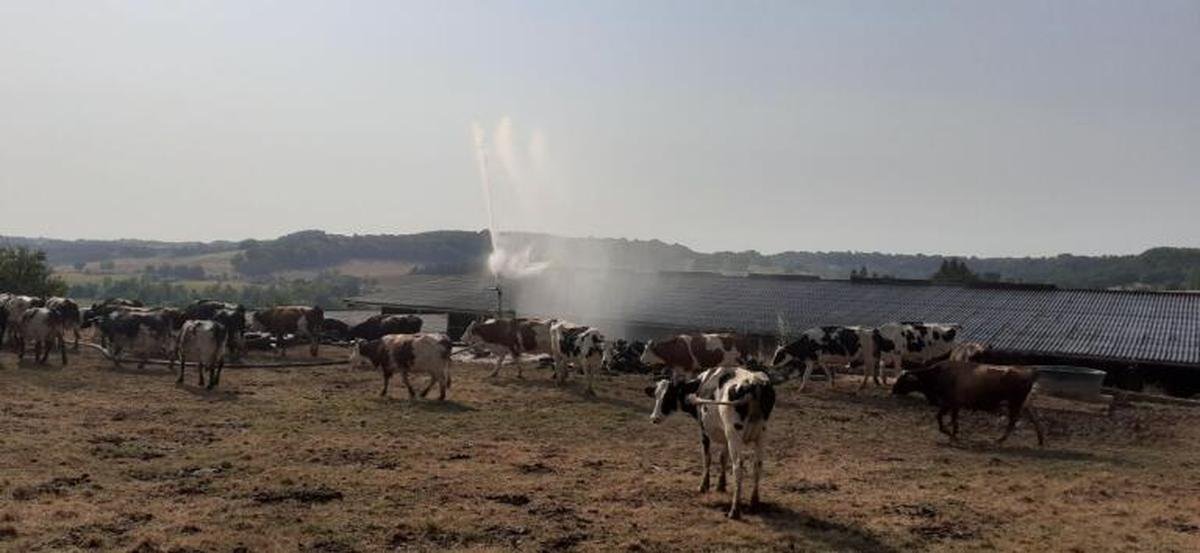 Canicule. « J’ai l’impression de perdre mon après-midi » : éleveurs en Lot-et-Garonne, ils se plient en quatre pour protéger leurs animaux