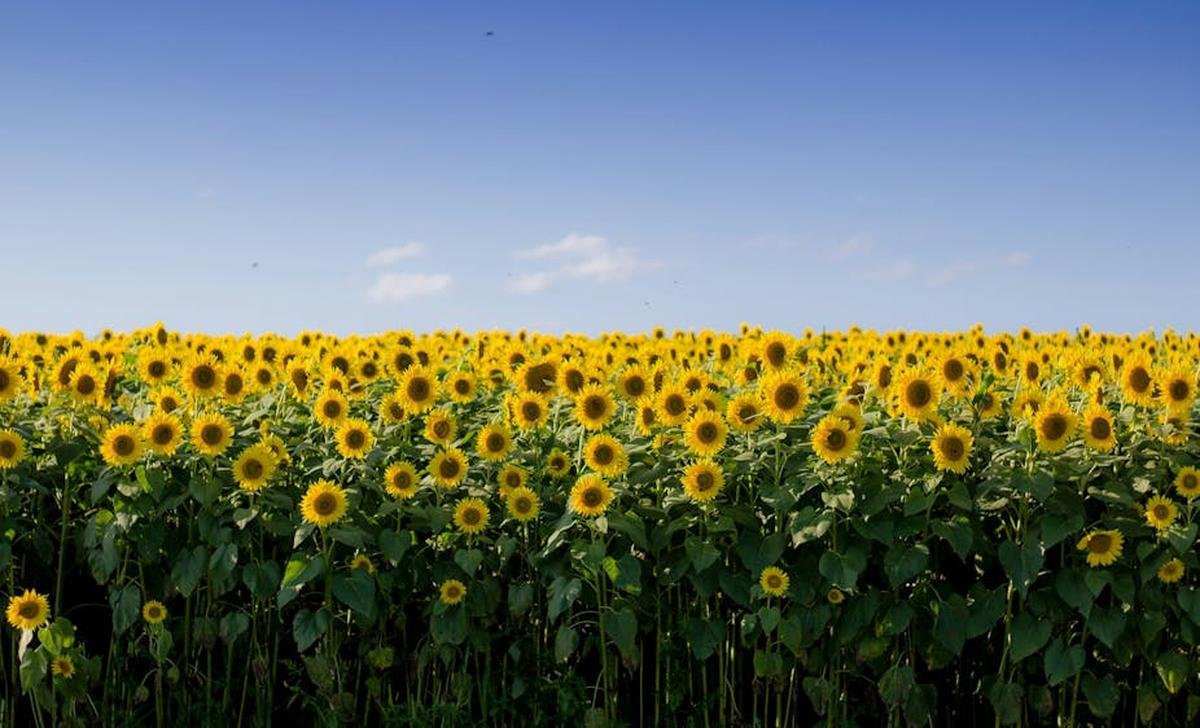 Les déchets agricoles, solution pour décarboner le secteur du bâtiment et aider les agriculteurs ?