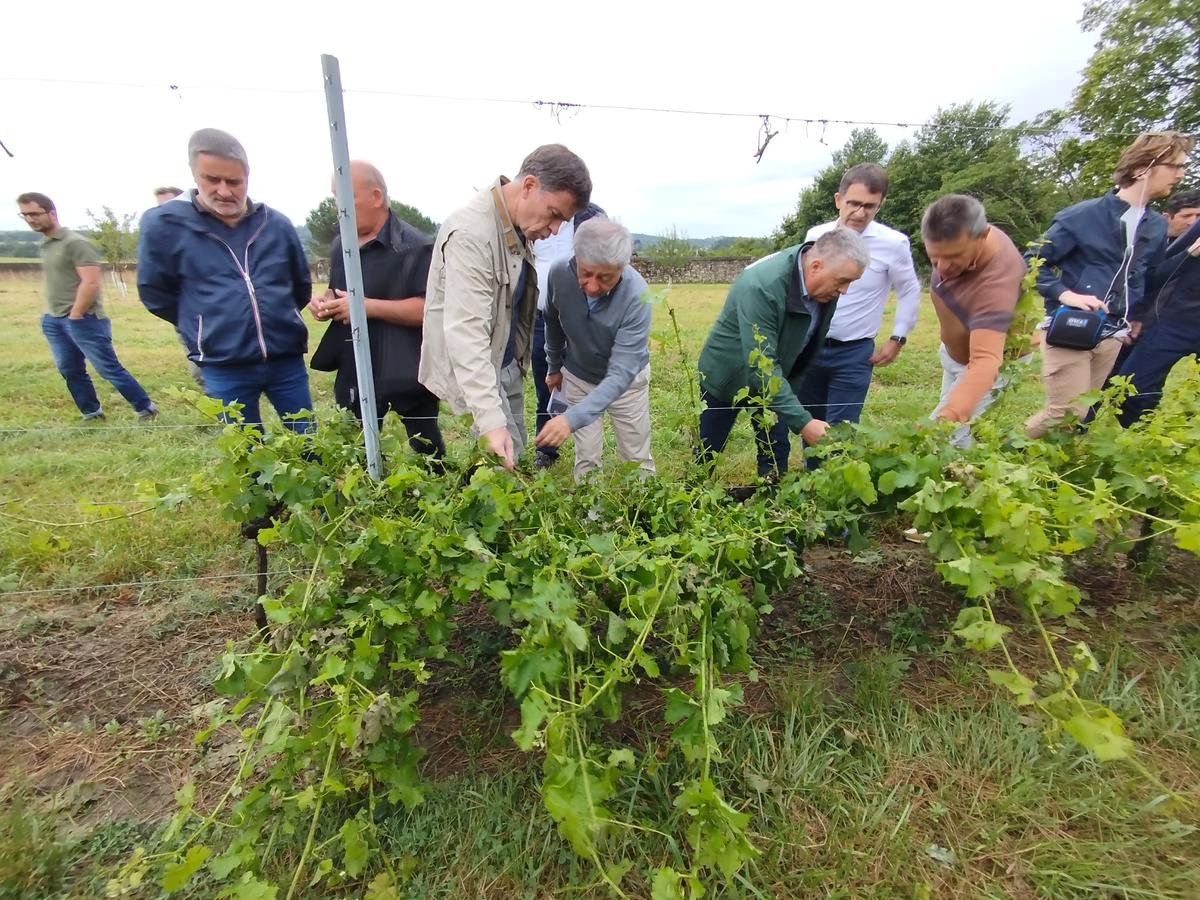 « Il faut être fou pour faire ce métier » : après l’orage, ce que les viticulteurs de l’Entre-deux-Mers ont dit au préfet