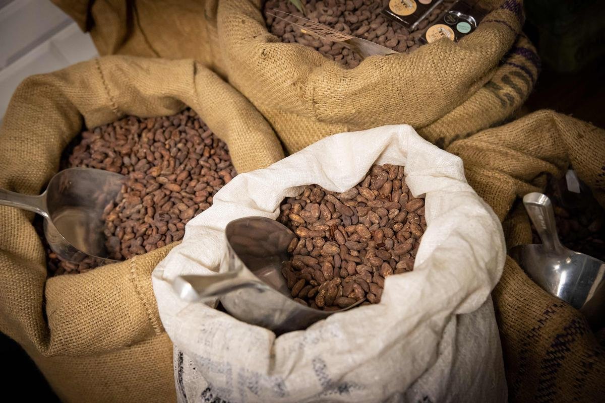 Chocolat : la production de cacao est-elle durablement menacée ?