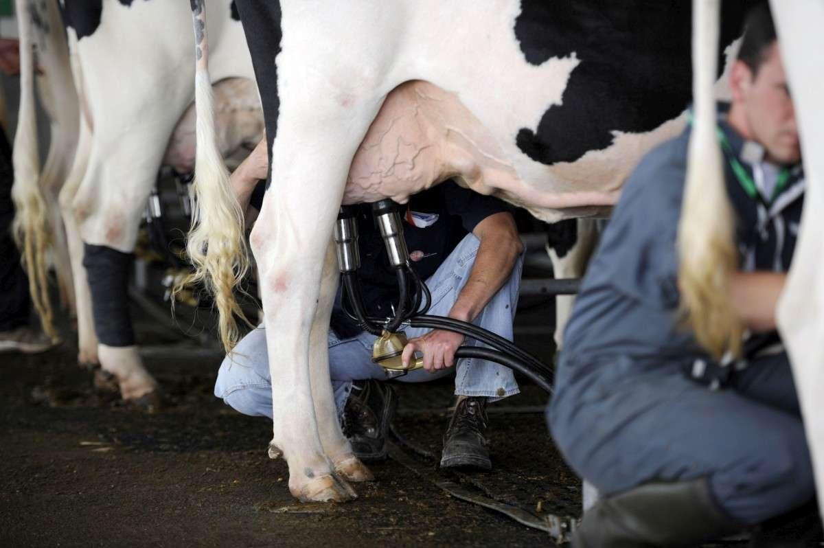 Crise du lait : avec des prix en chute libre, les producteurs interpellent les industriels et prévoient des actions