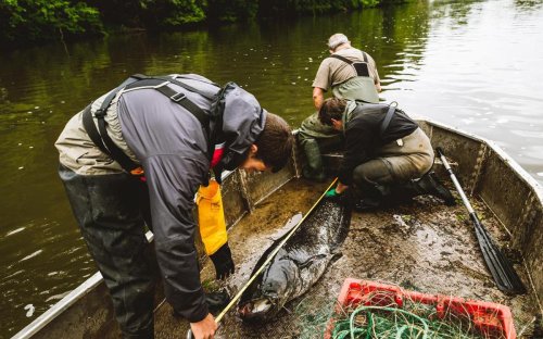 Silure et poissons migrateurs : ce que révèlent les pêches expérimentales sur la Dordogne