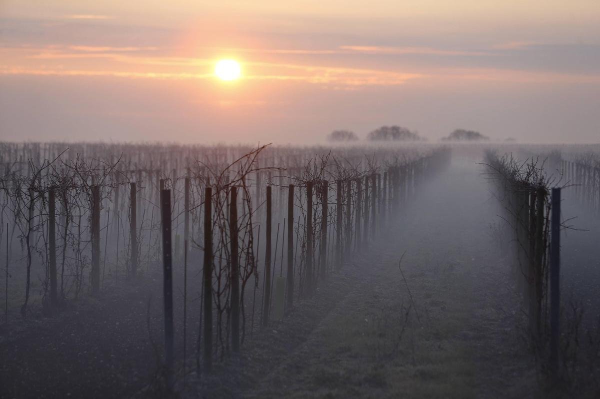 Crise du cognac : comment les Charentais vont arracher des vignes sans demander un centime à l’État