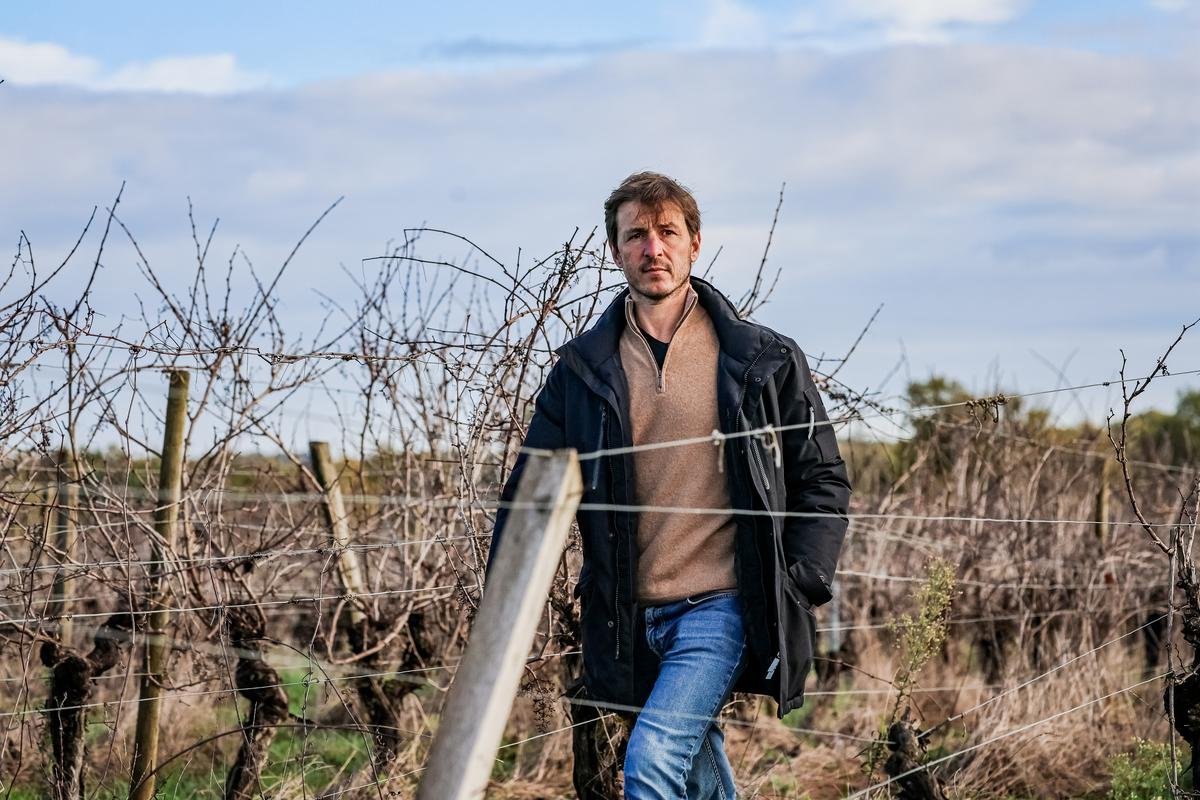 Arrachages de vigne : « Nos paysages sont défigurés, c’est désolant »