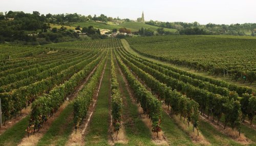 Gironde : un viticulteur met fin à ses jours dans ses vignes, la crise viticole en toile de fond