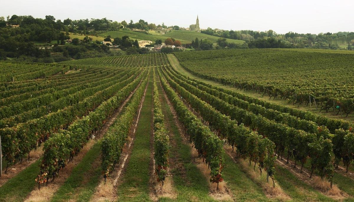 Gironde : un viticulteur met fin à ses jours dans ses vignes, la crise viticole en toile de fond
