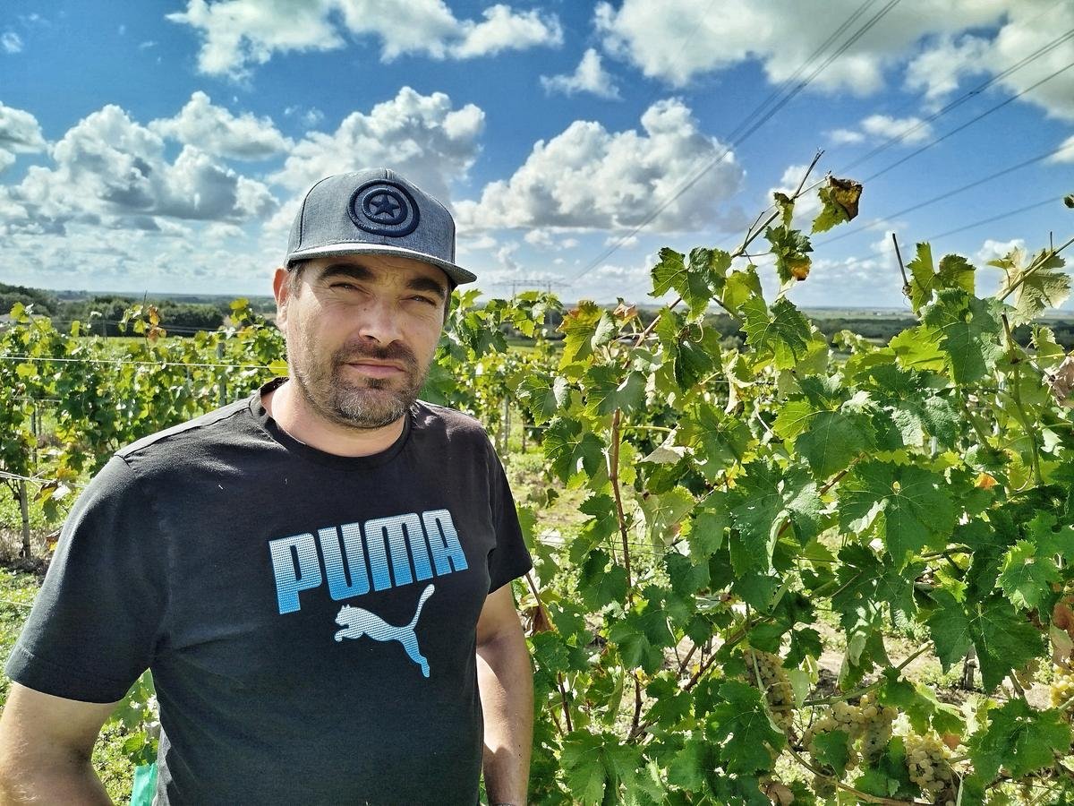 Vendanges amères au pays du cognac : « Pas un viticulteur ne subit la crise de la même façon »