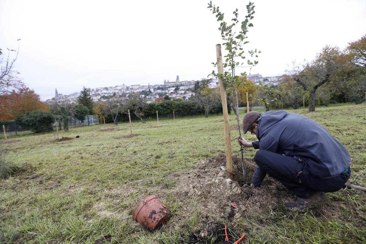 Une première Fête de l’arbre en Gironde organisée en décembre