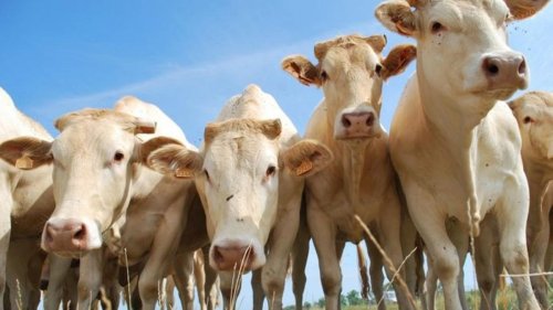 Moucheron tueur de vaches au Pays basque : un périmètre de surveillance établi