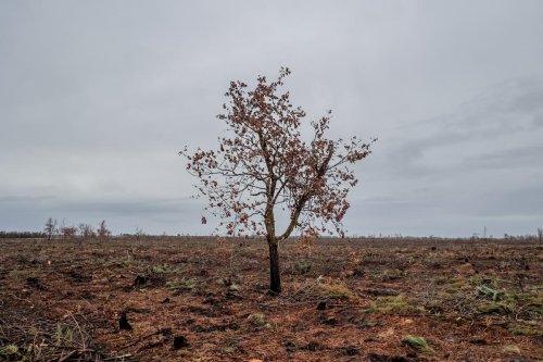 Six mois après le feu de Landiras, les images d’une forêt dévastée