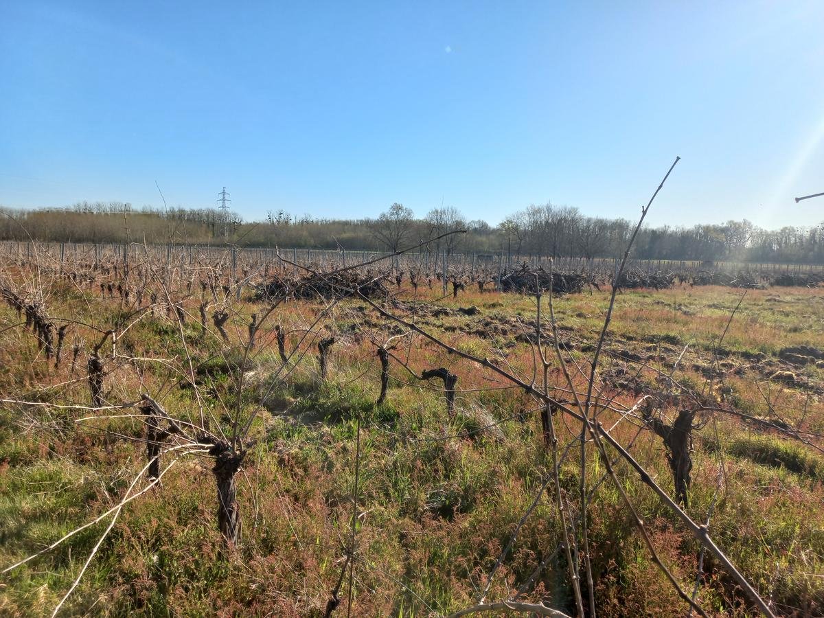 Gironde : « Il faut défendre ce patrimoine », ce viticulteur s’alarme de l’arrachage dans les Graves