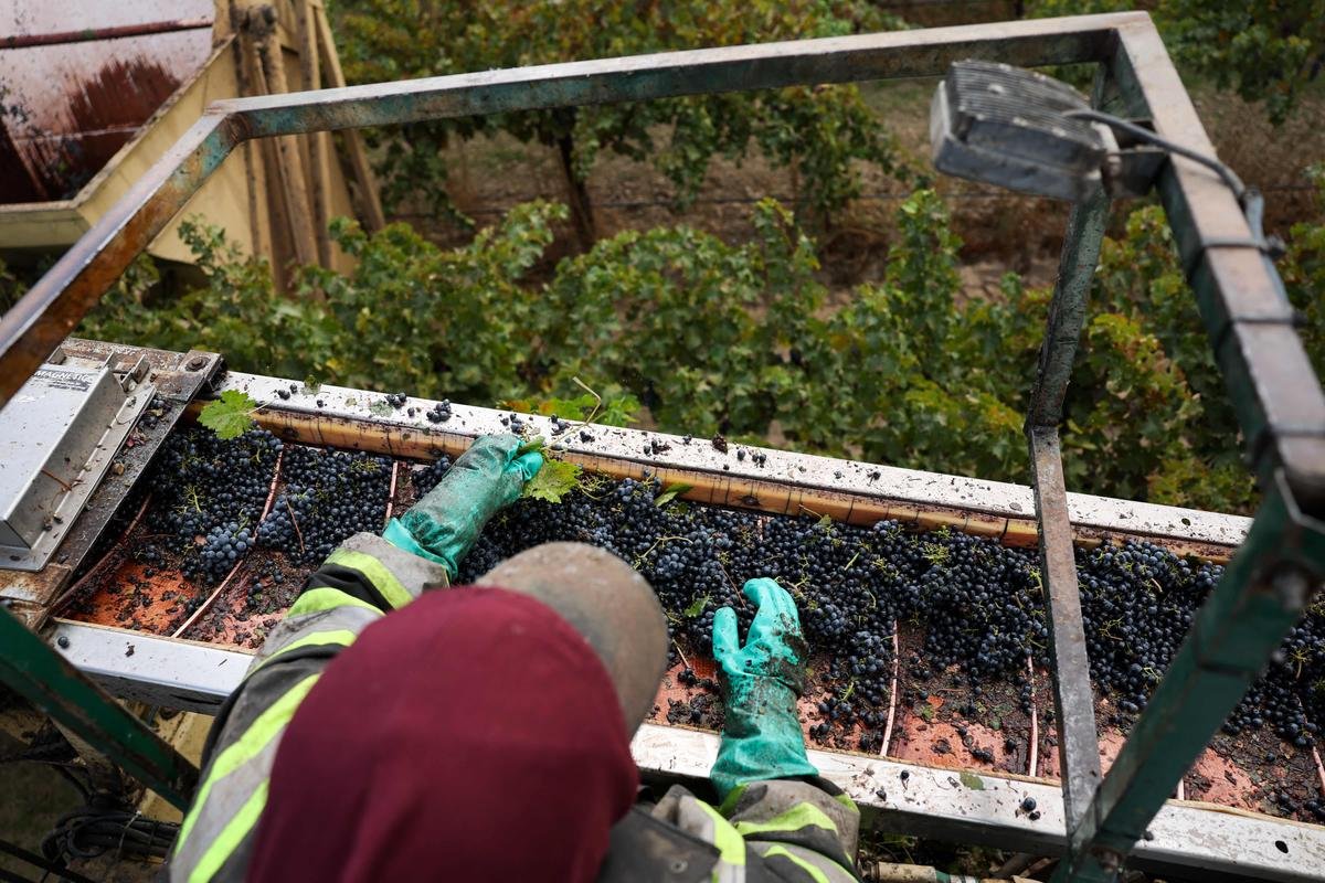 Crise du vin : en Californie, des viticulteurs à la peine abandonnent leurs vignes