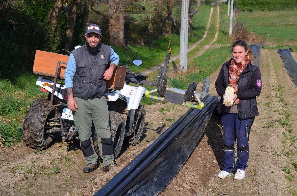 À Boisredon, l’asperge sort de terre grâce à Pierre et Sabrina Grolleau