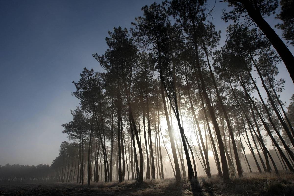Landes : le nématode du pin détecté pour la première fois en France