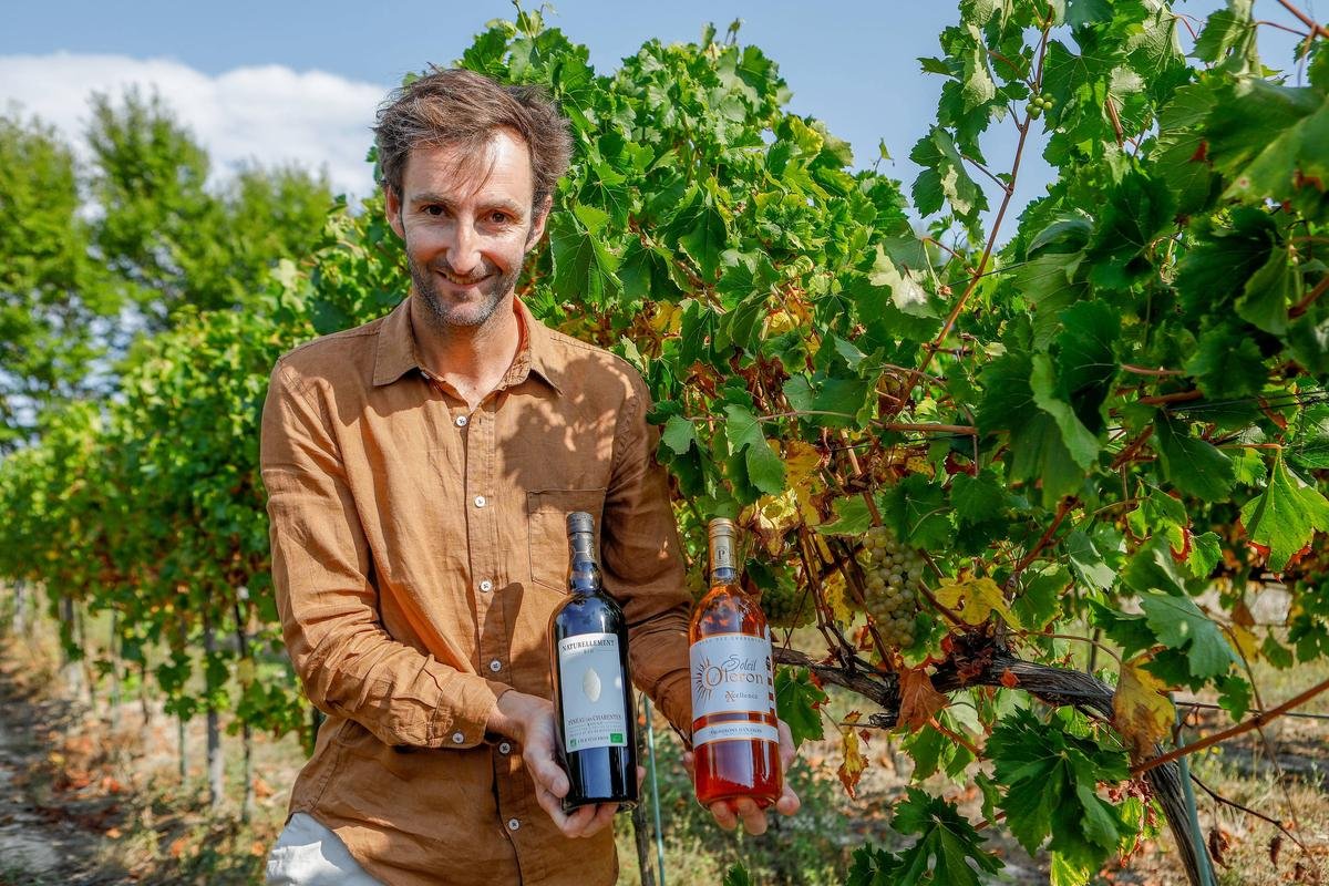 « Ils ont une spécificité insulaire » : les pineaux des îles d’Oléron et de Ré autorisés à revendiquer leur terroir