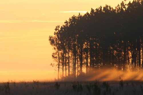 Les beautés de la forêt du Sud-Ouest en images : une balade à l’occasion de la Journée internationale des forêts
