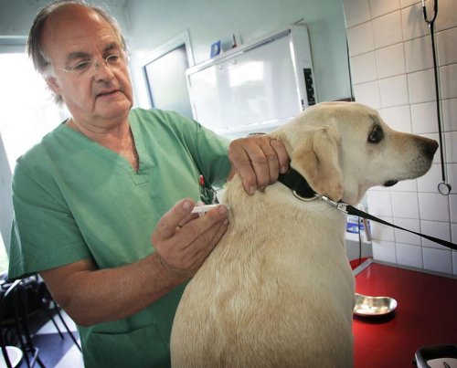 Haute Gironde : des vétérinaires s’organisent en réseau pour de meilleurs services