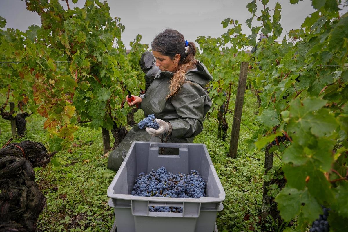 Bordelais : au château Latour, des vendanges taille patron