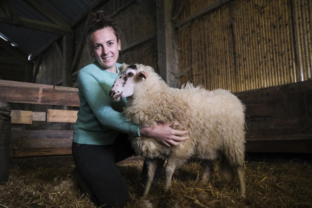 Agriculture : le retour en grâce du mouton landais, dans les champs et les assiettes