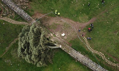 Arbre emblématique abattu au Royaume-Uni : un sexagénaire arrêté, l’adolescent remis en liberté