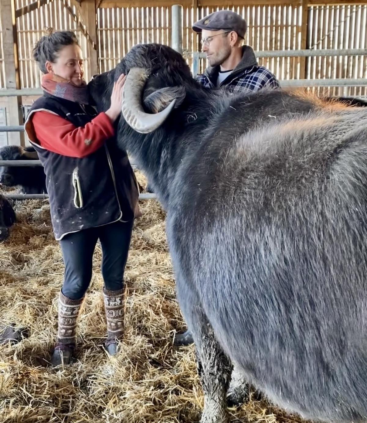 Leur habitation incendiée, Anaele et Léo, éleveurs de bufflonnes, lancent une cagnotte pour se reloger