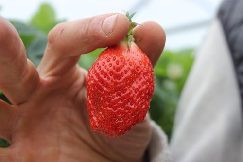 Grande distribution : pourquoi les producteurs de fraises sont inquiets