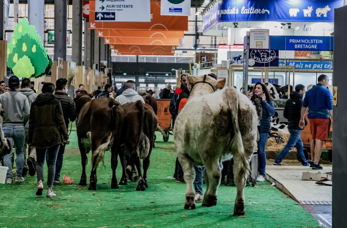 Dermatose nodulaire contagieuse : vers un Salon de l’agriculture sans bovins ?