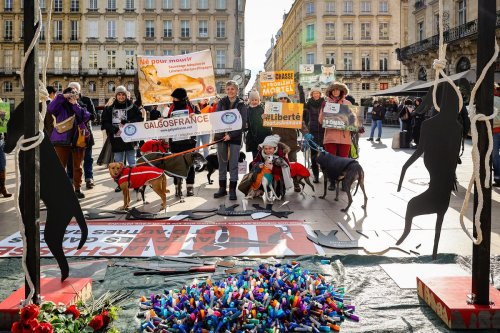 Bordeaux : une mobilisation pour sensibiliser au sort des lévriers espagnols