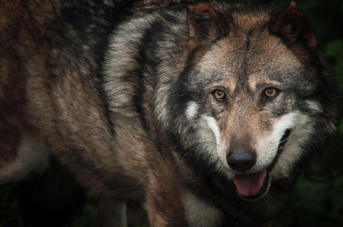 Présence du loup : le dispositif d’aide pour les éleveurs est ouvert en Gironde