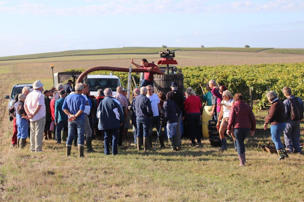 Retour aux traditions à Arces-sur-Gironde avec des vendanges à l’ancienne