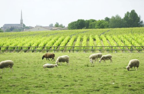 Crise viticole en Gironde : chanvre, olivier, asperges, kiwis, agneaux… des pistes pour « se sortir du piège » de la monoculture du vin